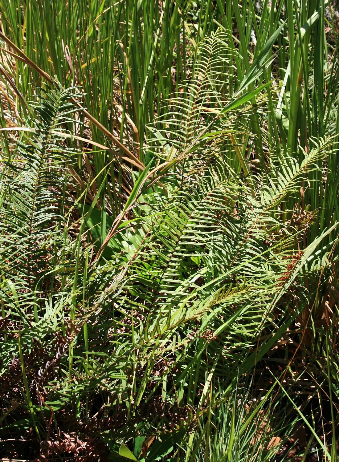 Table Fern (Pteris Species) — preferring the temperate climes but capable of flourishing indoors in cooler regions.<br><br>On average