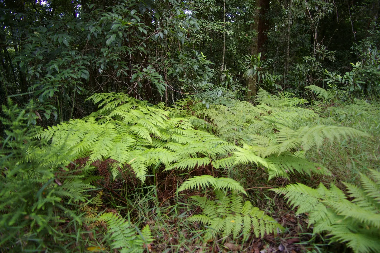 Table Fern (Pteris Species) — is a graceful addition to shady garden areas or as an understory plant in a landscape design