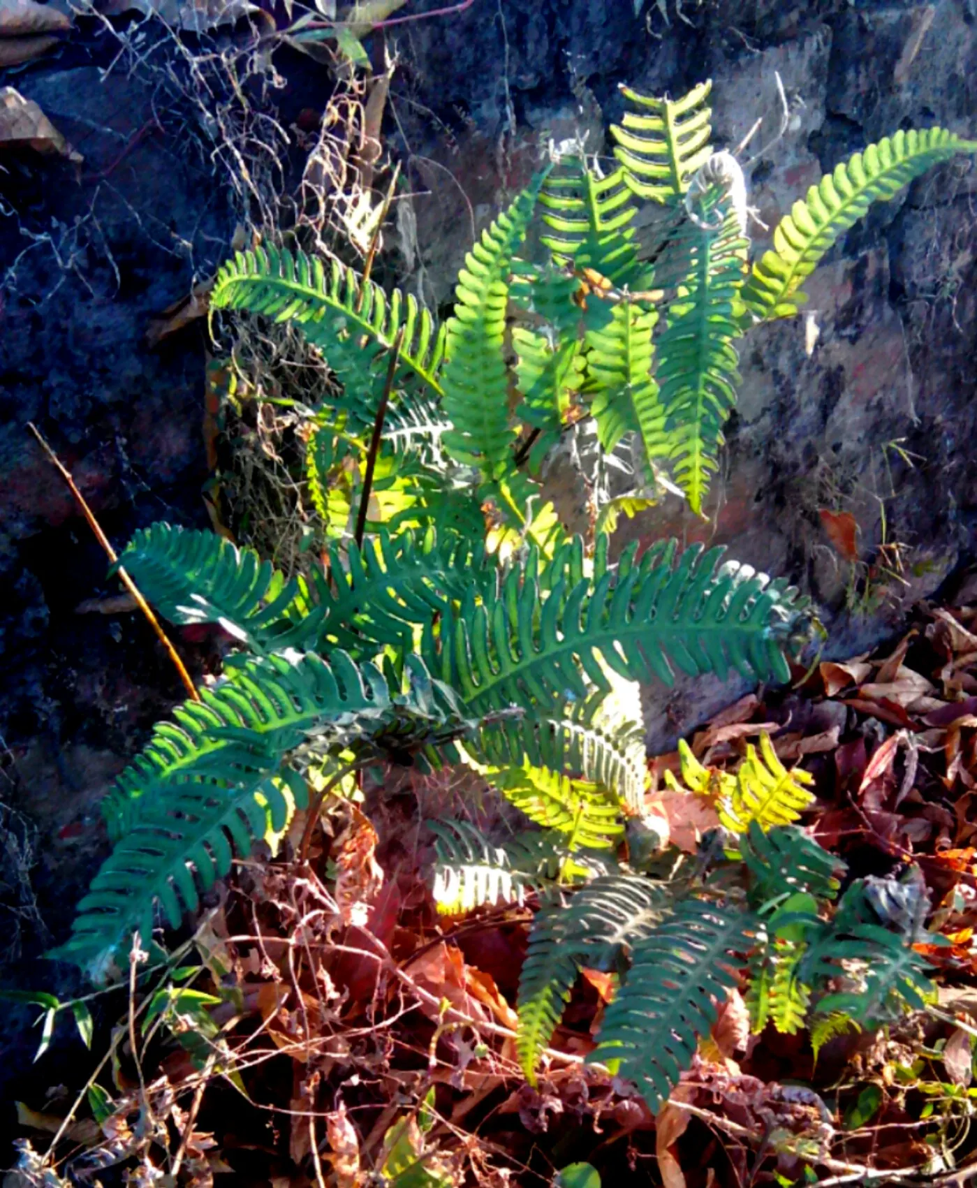 Table Fern (Pteris Species) — The Table Fern (Pteris spp.) is a versatile fern genus suitable for shaded garden areas or as a houseplant, image 45