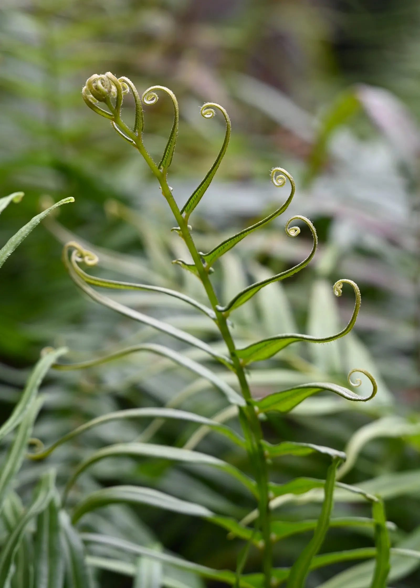 Table Fern (Pteris Species) — well-draining soil with dappled light; its delicate fronds bring graceful texture, image 48