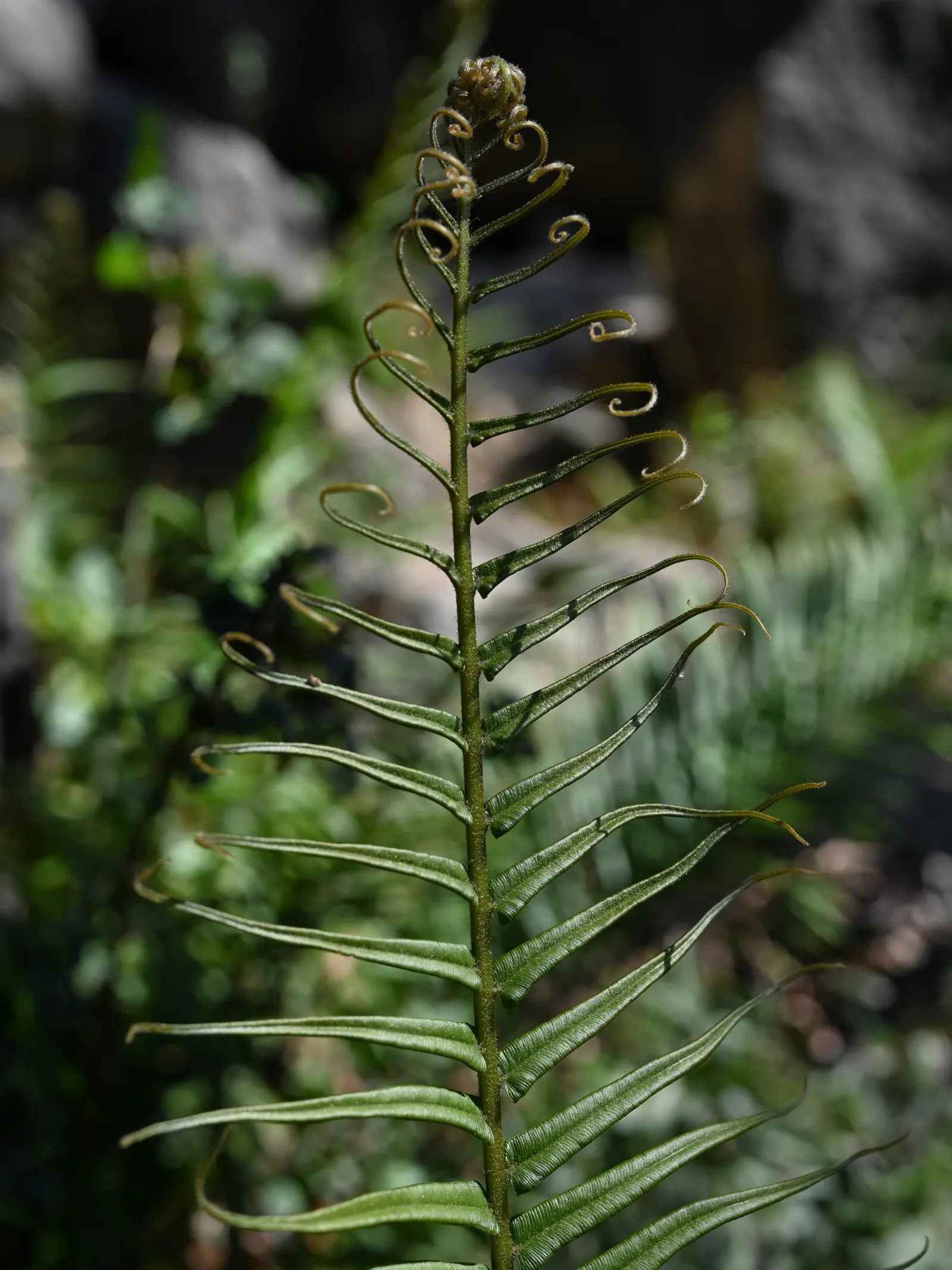 Table Fern (Pteris Species) — its delicate fronds bring graceful texture; <br><br>Landscape designers can leverage Table Ferns' lush texture to soften