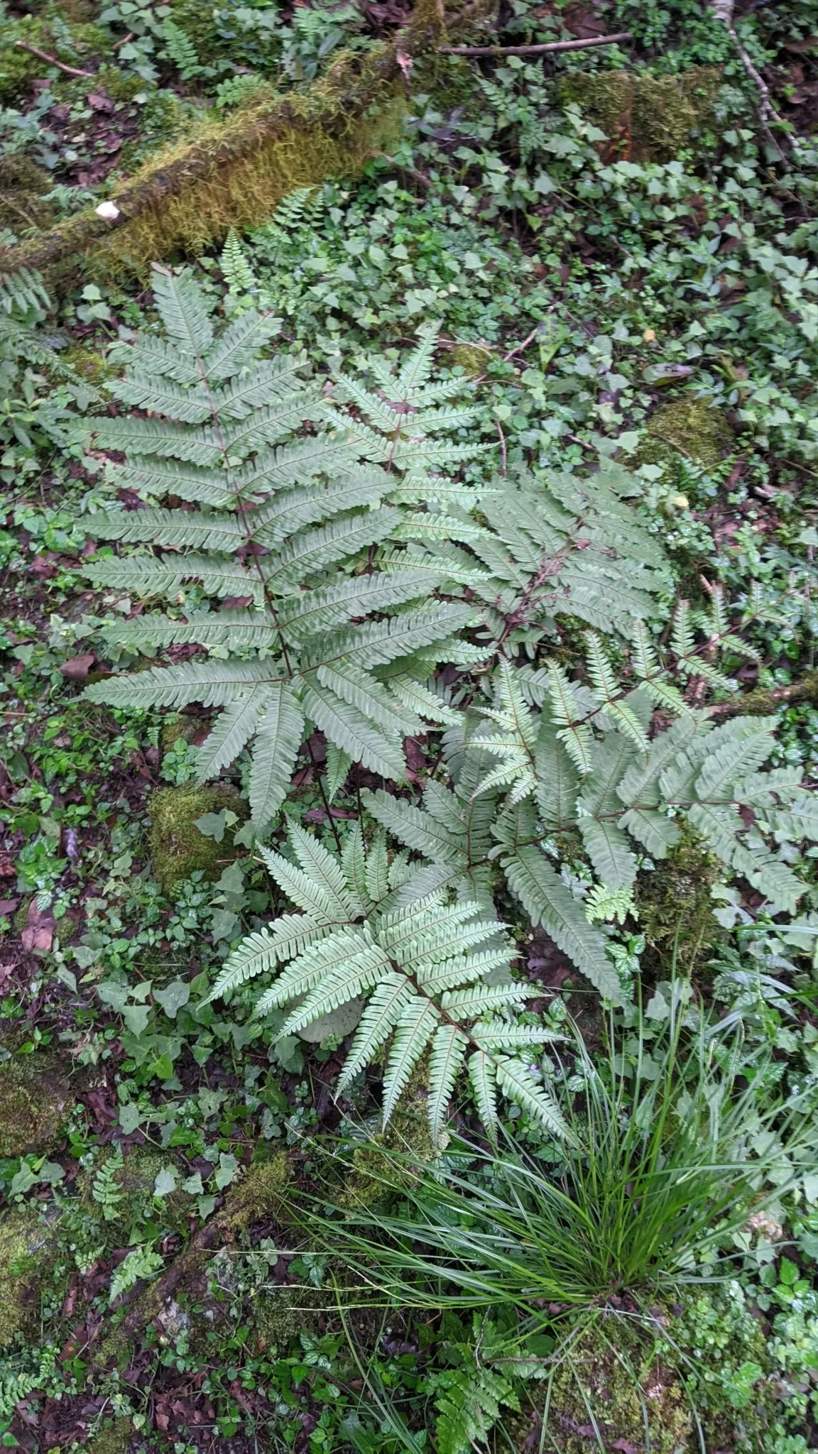 Table Fern (Pteris Species) — They are also superb for planting alongside water features where their reflections amplify the beauty; it's, image 85