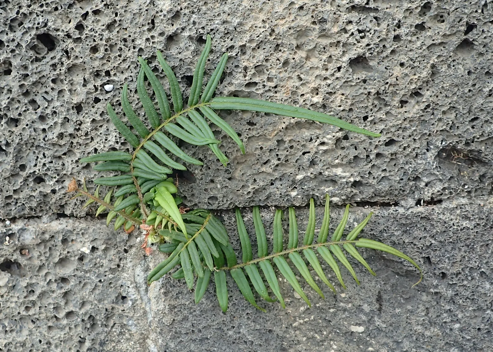 Table Fern (Pteris Species) — belonging to the Pteris genus