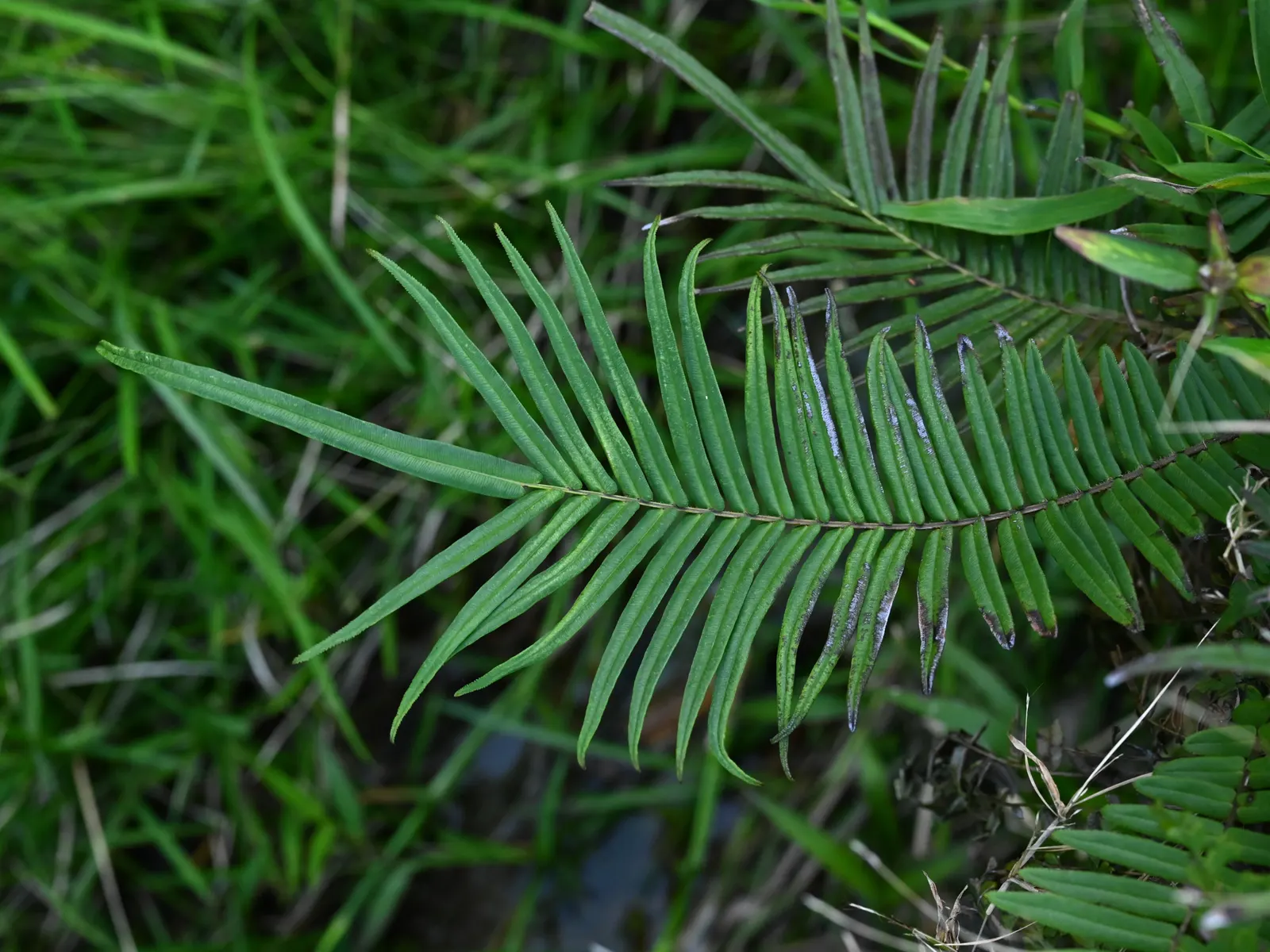 Table Fern (Pteris Species) — larger Pteris species can reach an impressive height and spread of 2 to 3 feet; however