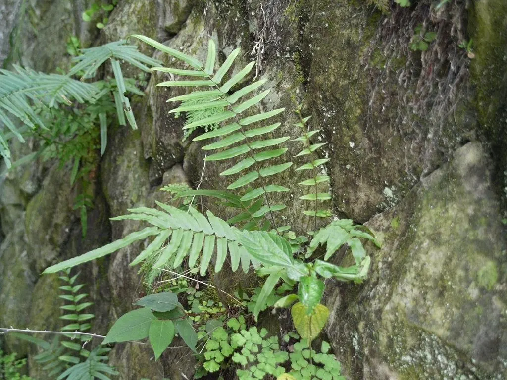 Table Fern (Pteris Species) — well-draining soil with dappled light; its delicate fronds bring graceful texture, image 70
