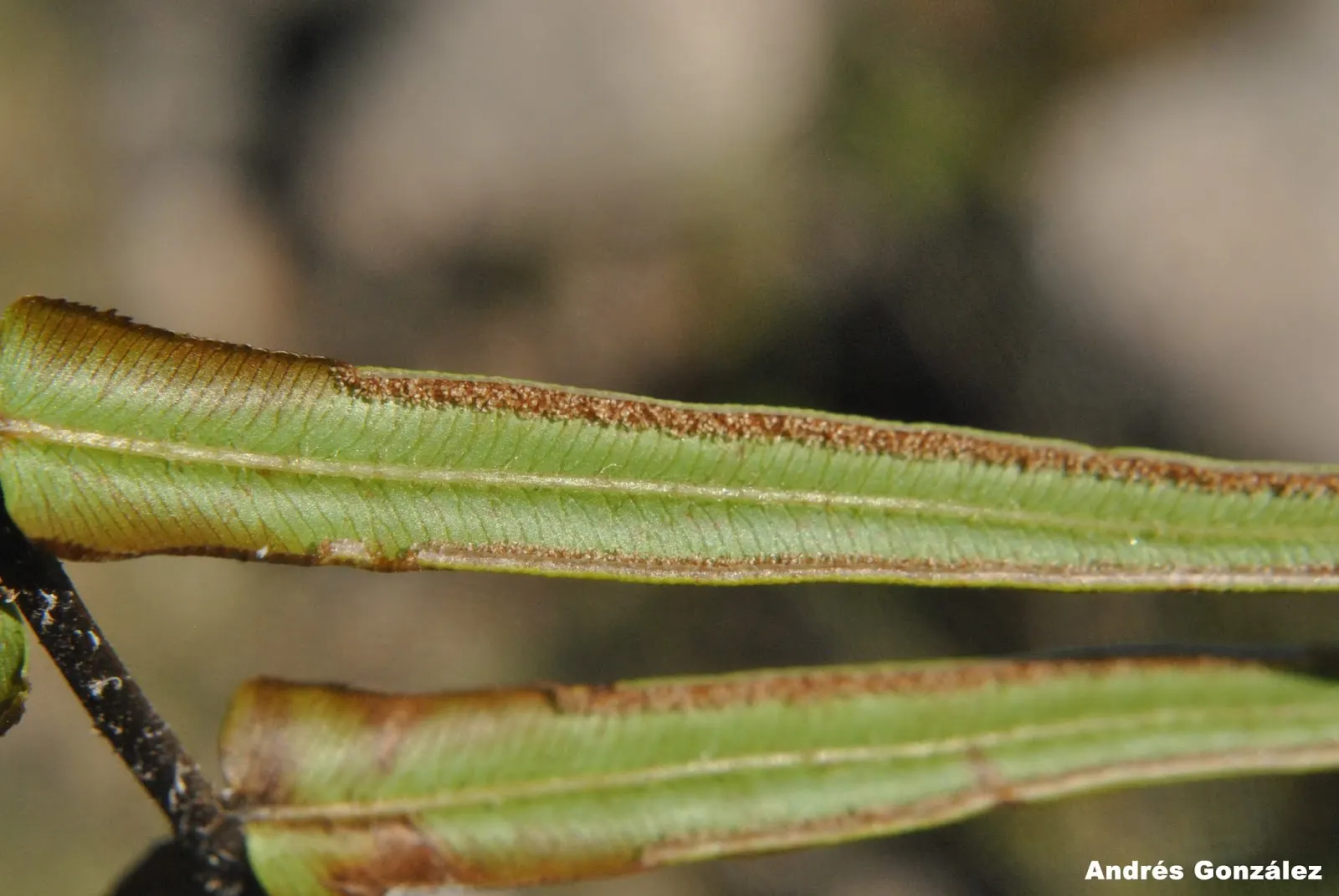 Table Fern (Pteris Species) — fern for half or shade