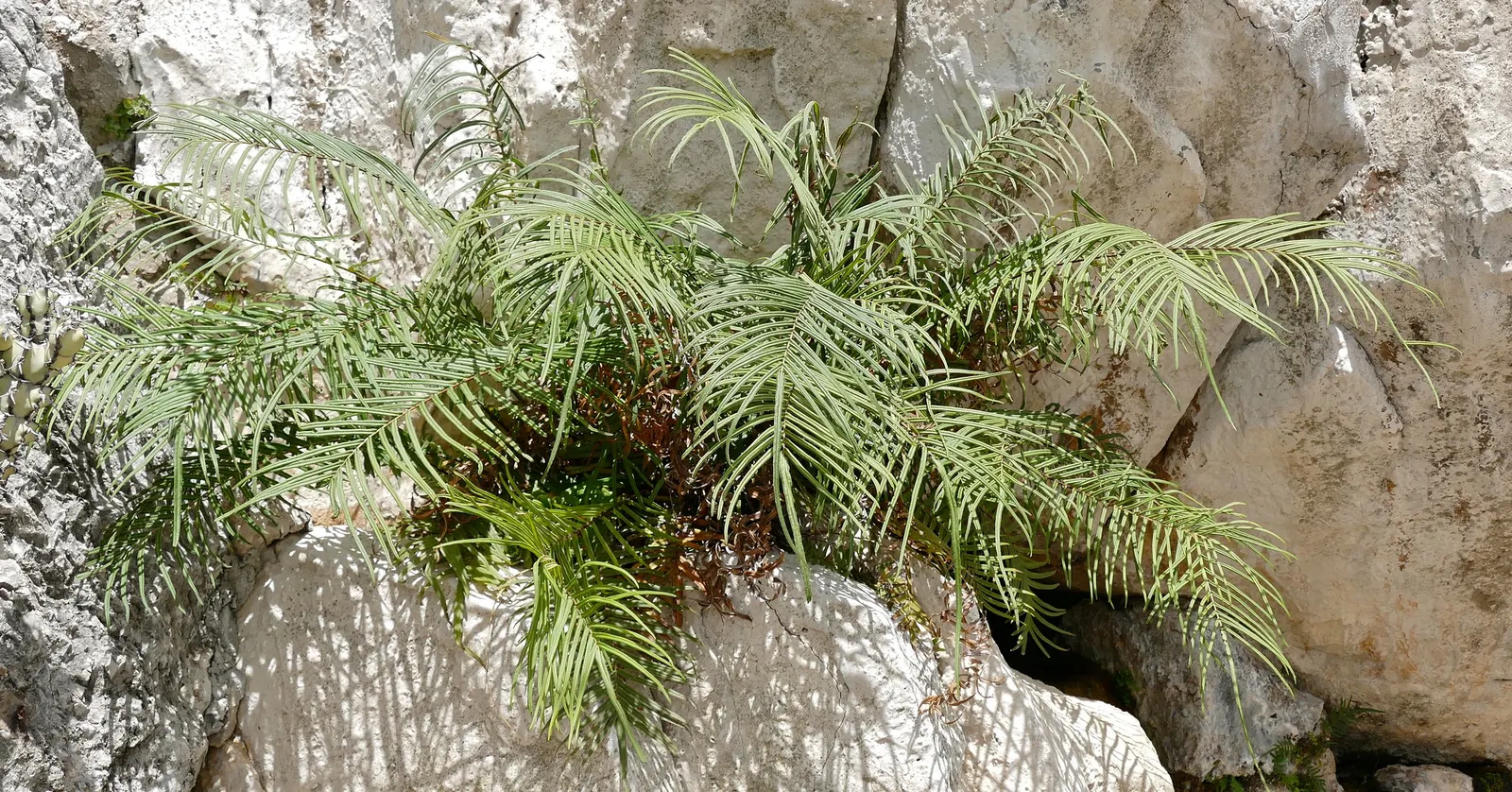 Table Fern (Pteris Species) — larger Pteris species can reach an impressive height and spread of 2 to 3 feet; however; belonging to the Pteris genus
