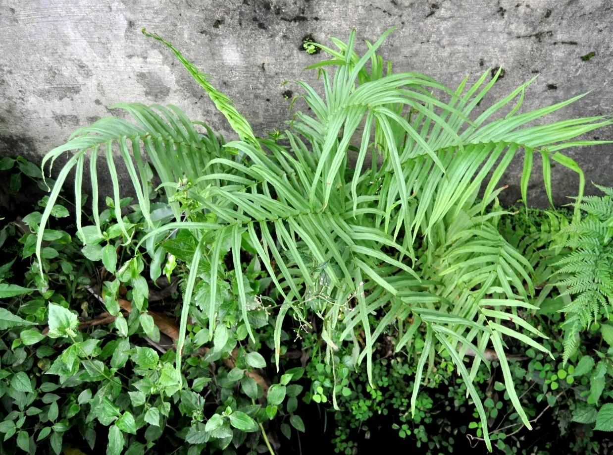 Table Fern (Pteris Species) — is a graceful addition to shady garden areas or as an understory plant in a landscape design; pteris ferns offer a, image 52