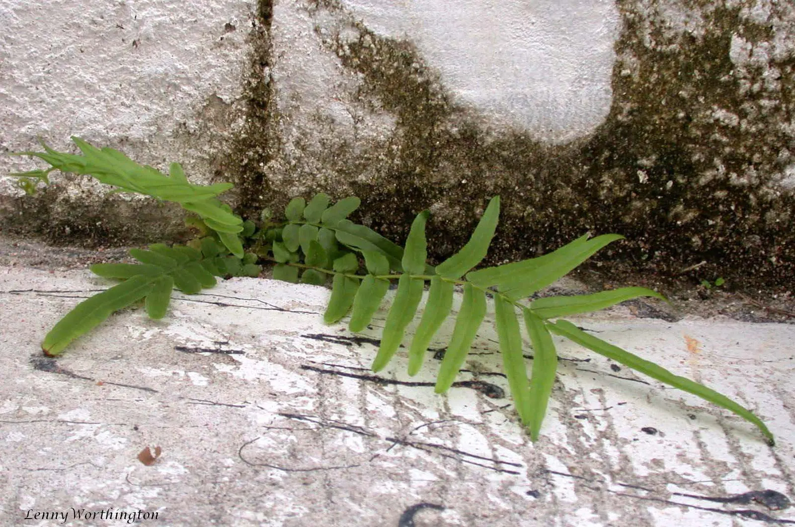 Table Fern (Pteris Species) — They are also superb for planting alongside water features where their reflections amplify the beauty; it's noteworthy that these