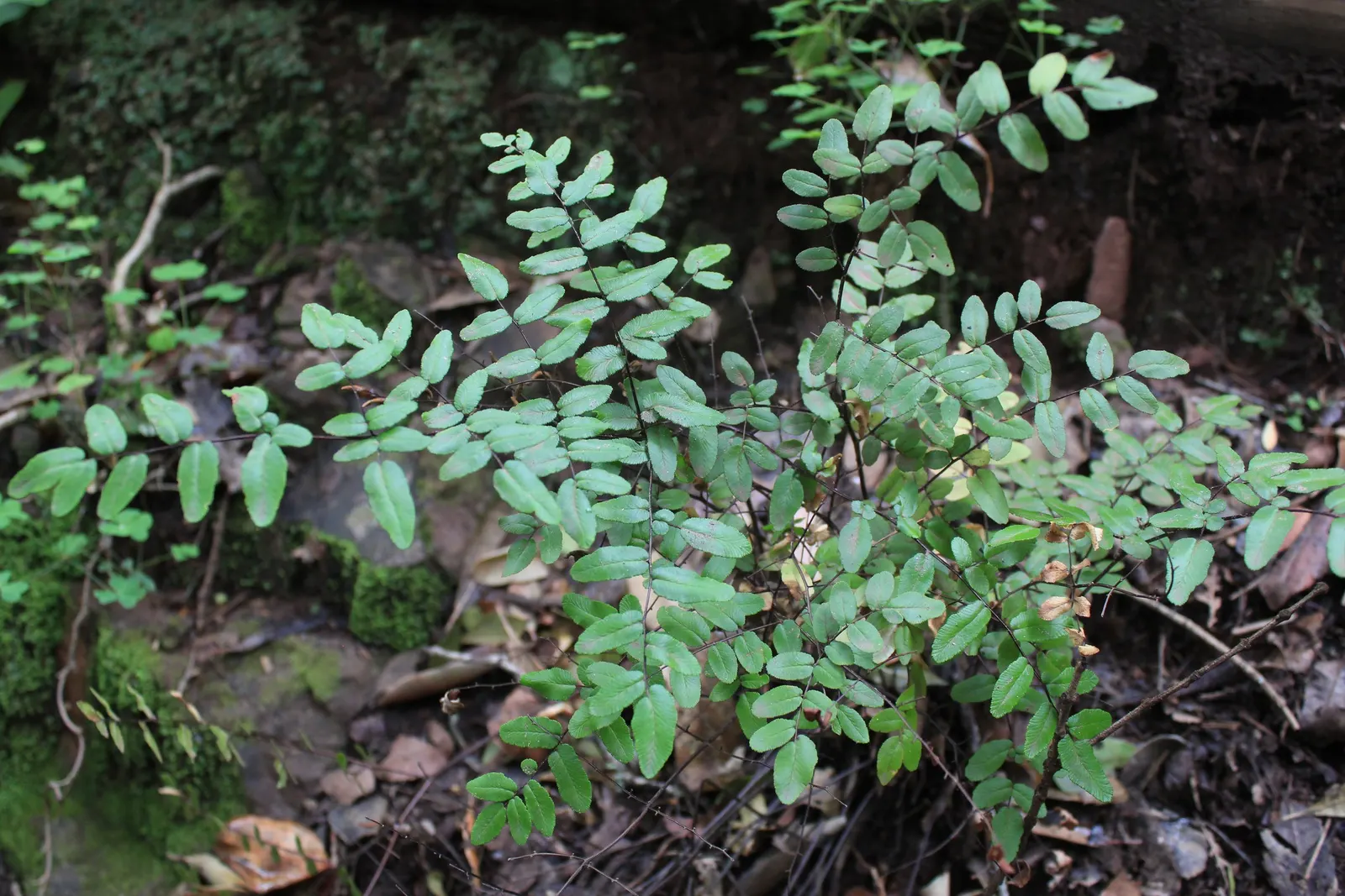 Table Fern (Pteris Species) — Hardy in USDA zones 9‚Äì11, it's low-maintenance but does require consistent moisture; but they typically sport elongated