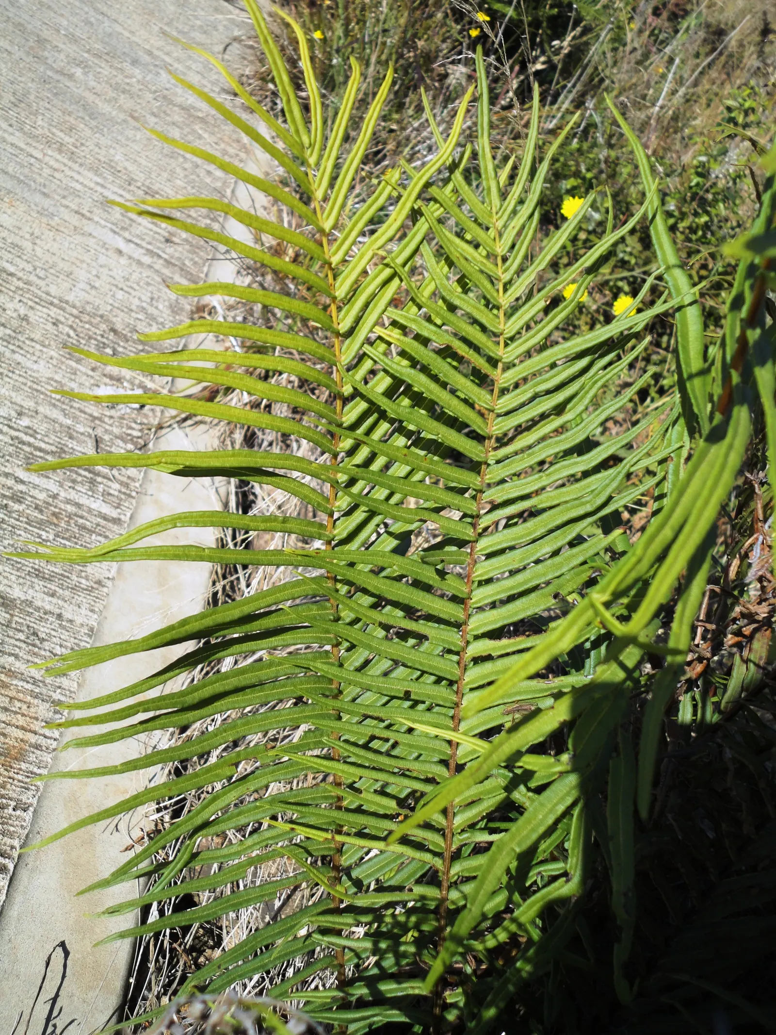 Table Fern (Pteris Species) — belonging to the Pteris genus; ranging from 6 inches to 3 feet in height