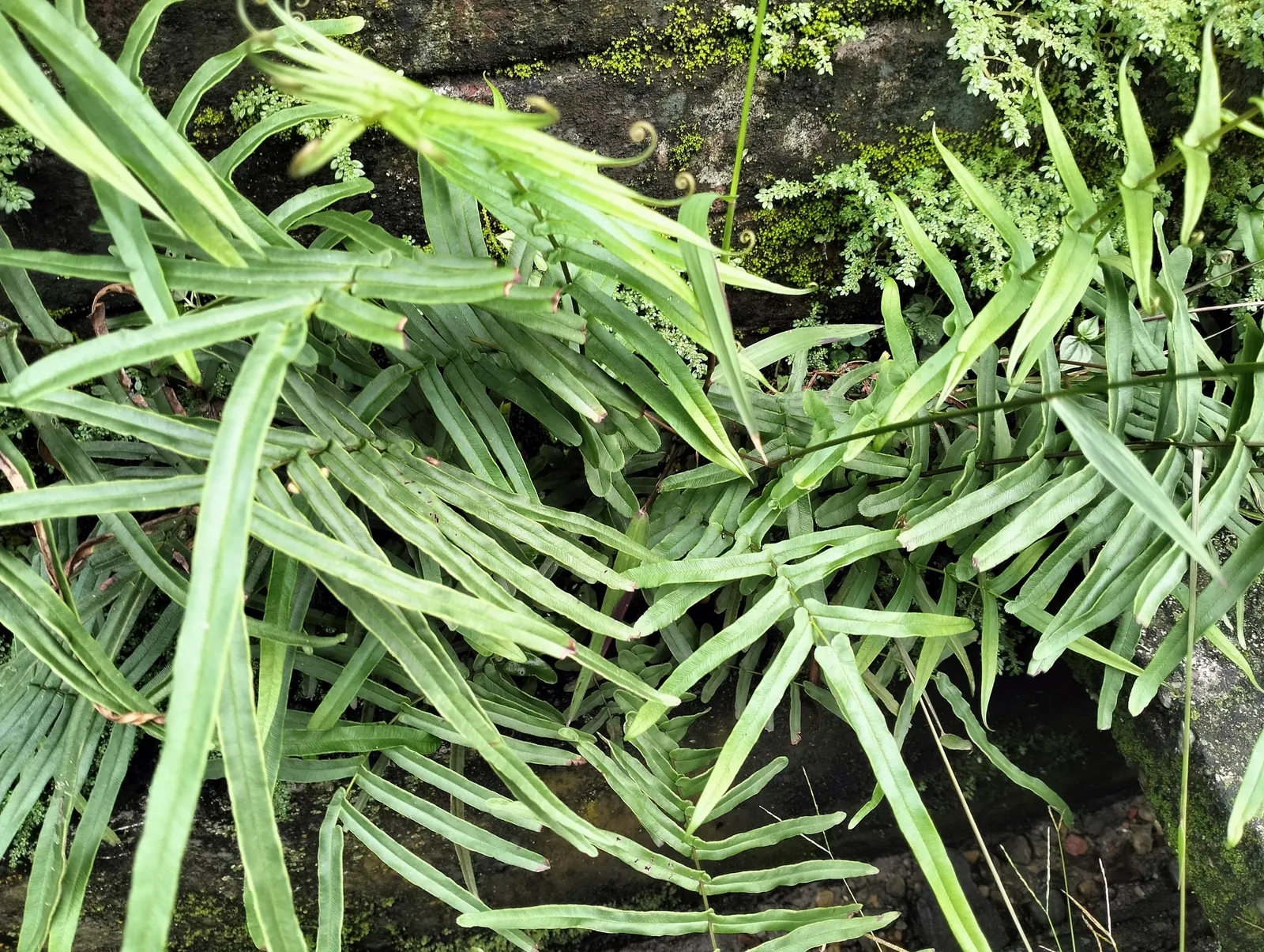 Table Fern (Pteris Species) — Ranging from 6 inches to 3 feet in height; some with variegated patterns of creams or yellows, image 46