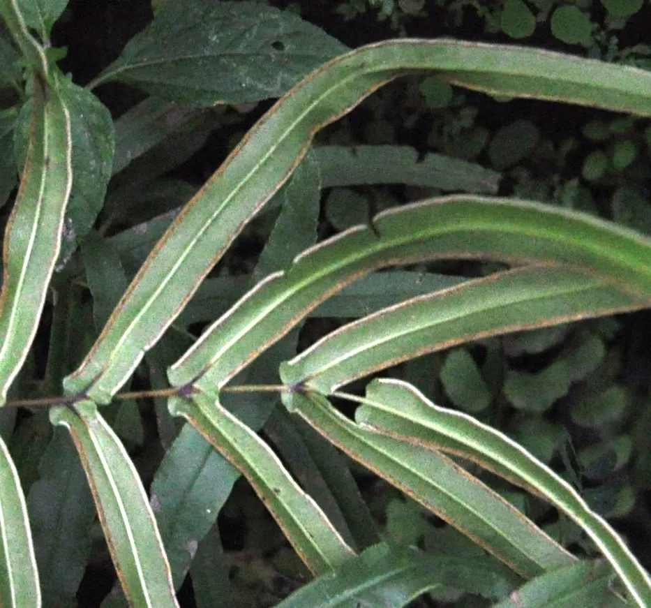 Table Fern (Pteris Species) — The feathery, arching leaves vary from bright green to variegated, making it a visually soothing addition