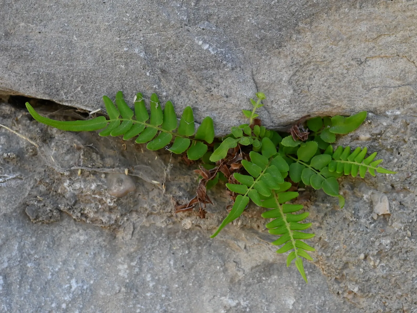 Table Fern (Pteris Species) — Moisture is key - consistently moist soil without waterlogging will prevent the fronds from drying out