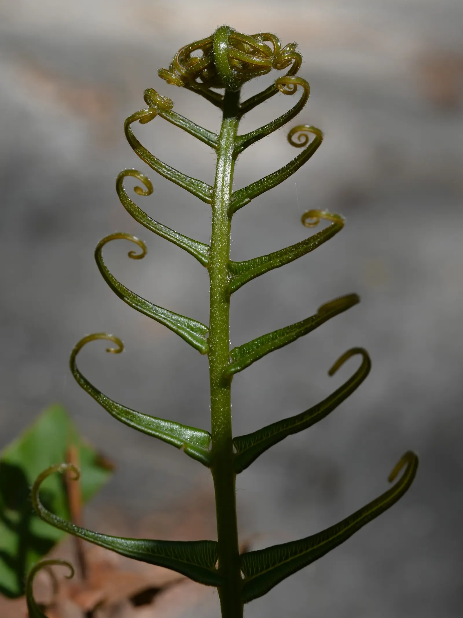 Table Fern (Pteris Species) — dwarf varieties are also available for tighter spaces or container gardening; larger Pteris species can reach an impressive