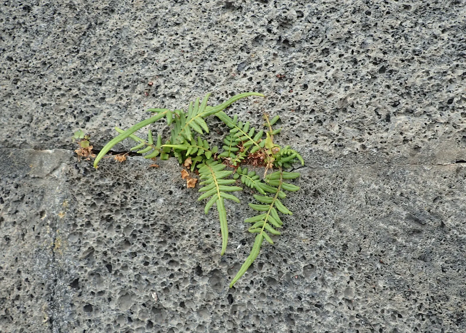 Table Fern (Pteris Species) — but they typically sport elongated; the Table Fern (Pteris spp.) is a versatile fern genus suitable for shaded garden, image 54