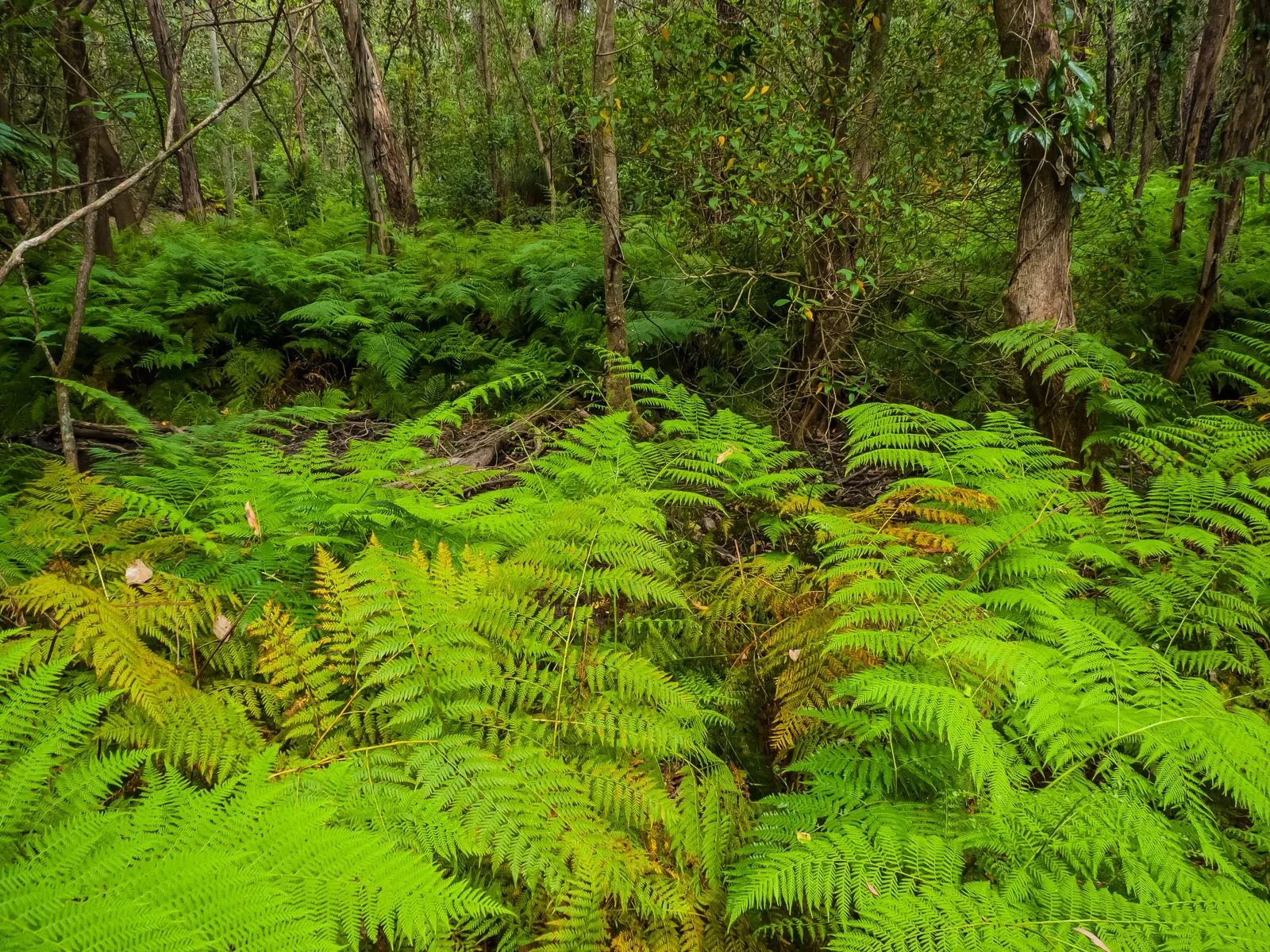 Table Fern (Pteris Species) — its delicate fronds bring graceful texture