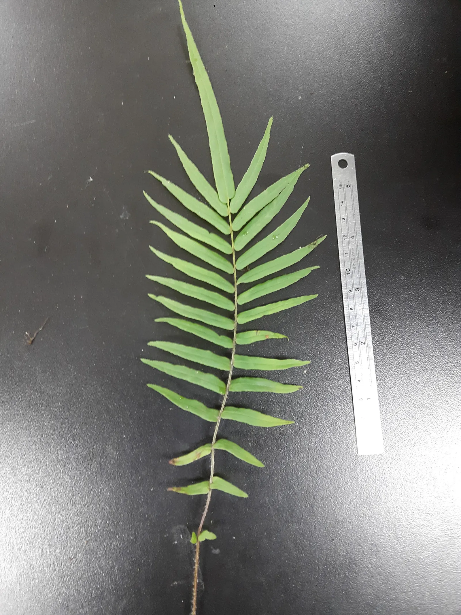 Table Fern (Pteris Species) — but they typically sport elongated; the Table Fern (Pteris spp.) is a versatile fern genus suitable for shaded garden, image 76