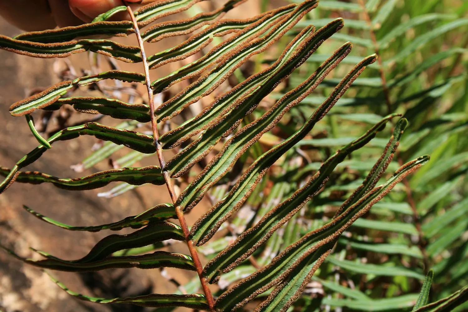 Table Fern (Pteris Species) — Hardy in USDA zones 9‚Äì11, it's low-maintenance but does require consistent moisture; but they typically sport, image 49