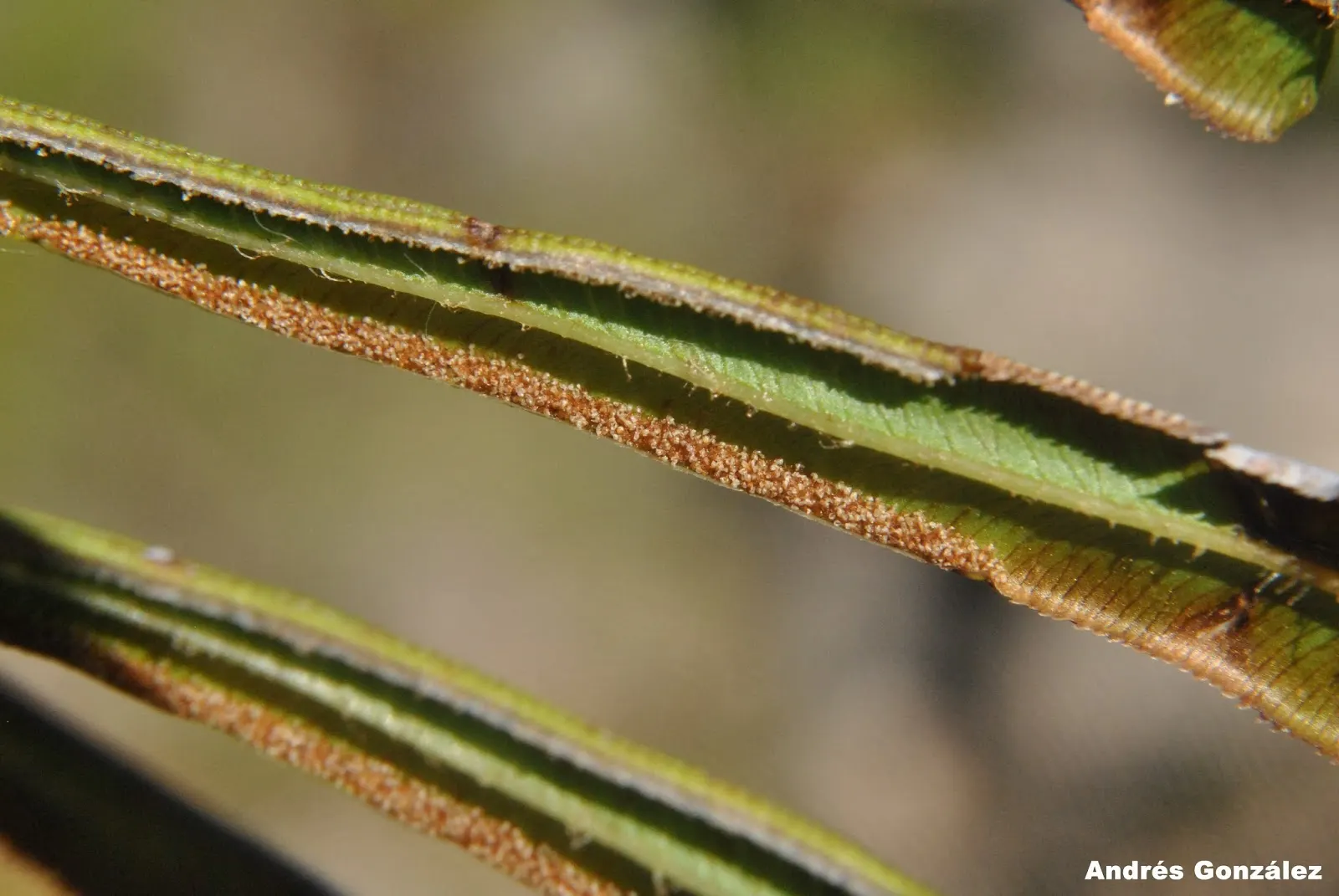 Table Fern (Pteris Species) — dwarf varieties are also available for tighter spaces or container gardening