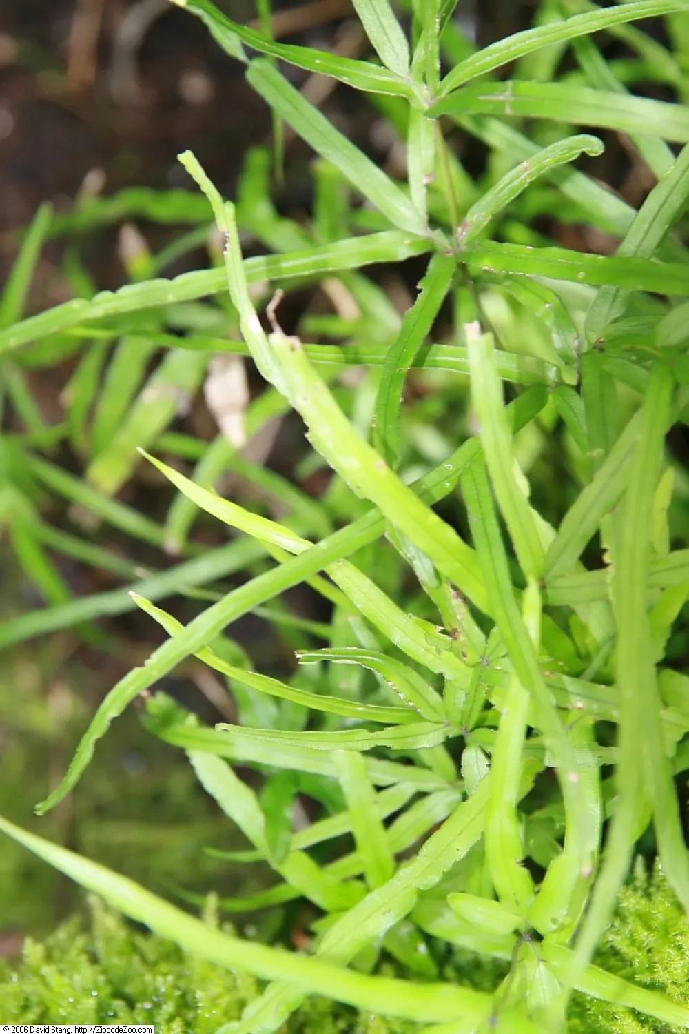 Table Fern (Pteris Species) — For optimal growth, these ferns demand a fertile, well-draining soil mix with a slightly acidic to neutral pH; and, image 60