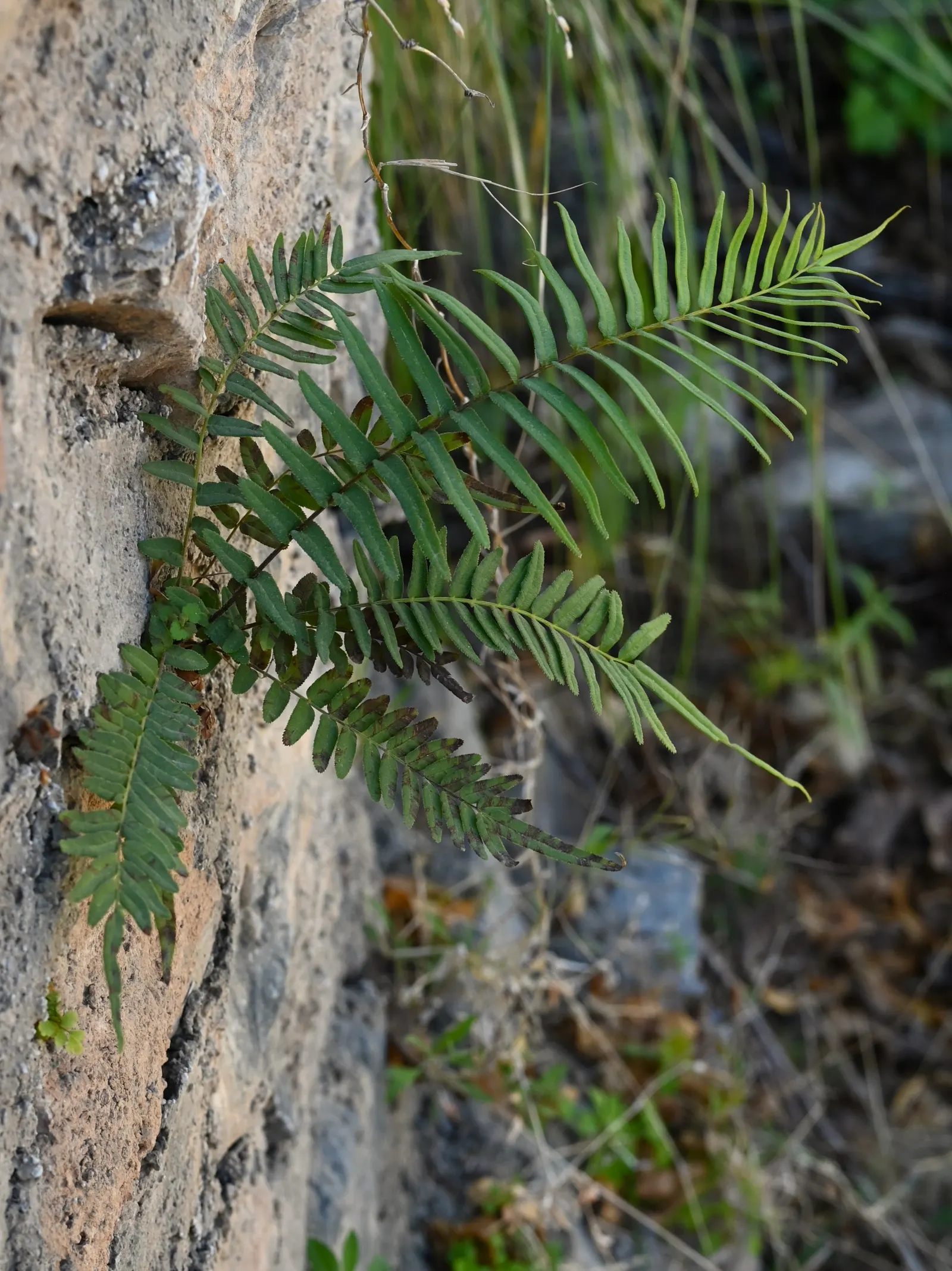 Table Fern (Pteris Species) — but they typically sport elongated; the Table Fern (Pteris spp.) is a versatile fern genus suitable for shaded garden areas or as