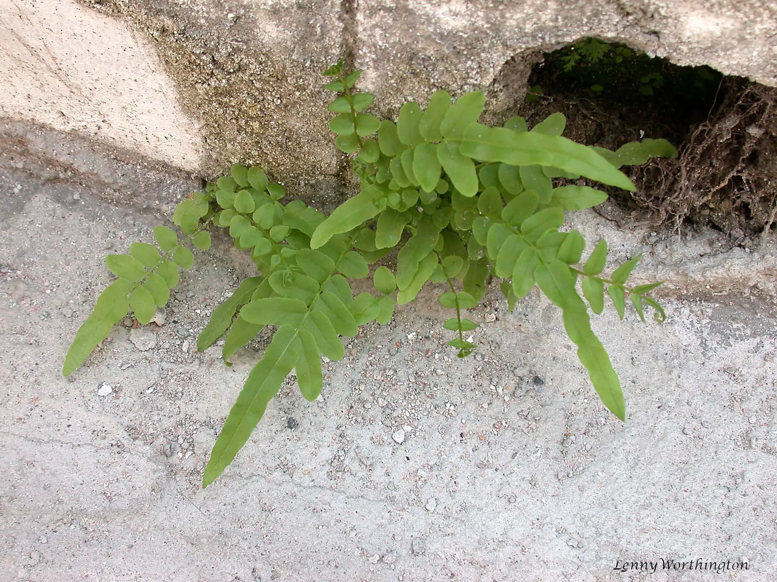Table Fern (Pteris Species) — The feathery, arching leaves vary from bright green to variegated, making it a visually soothing addition; moisture is key