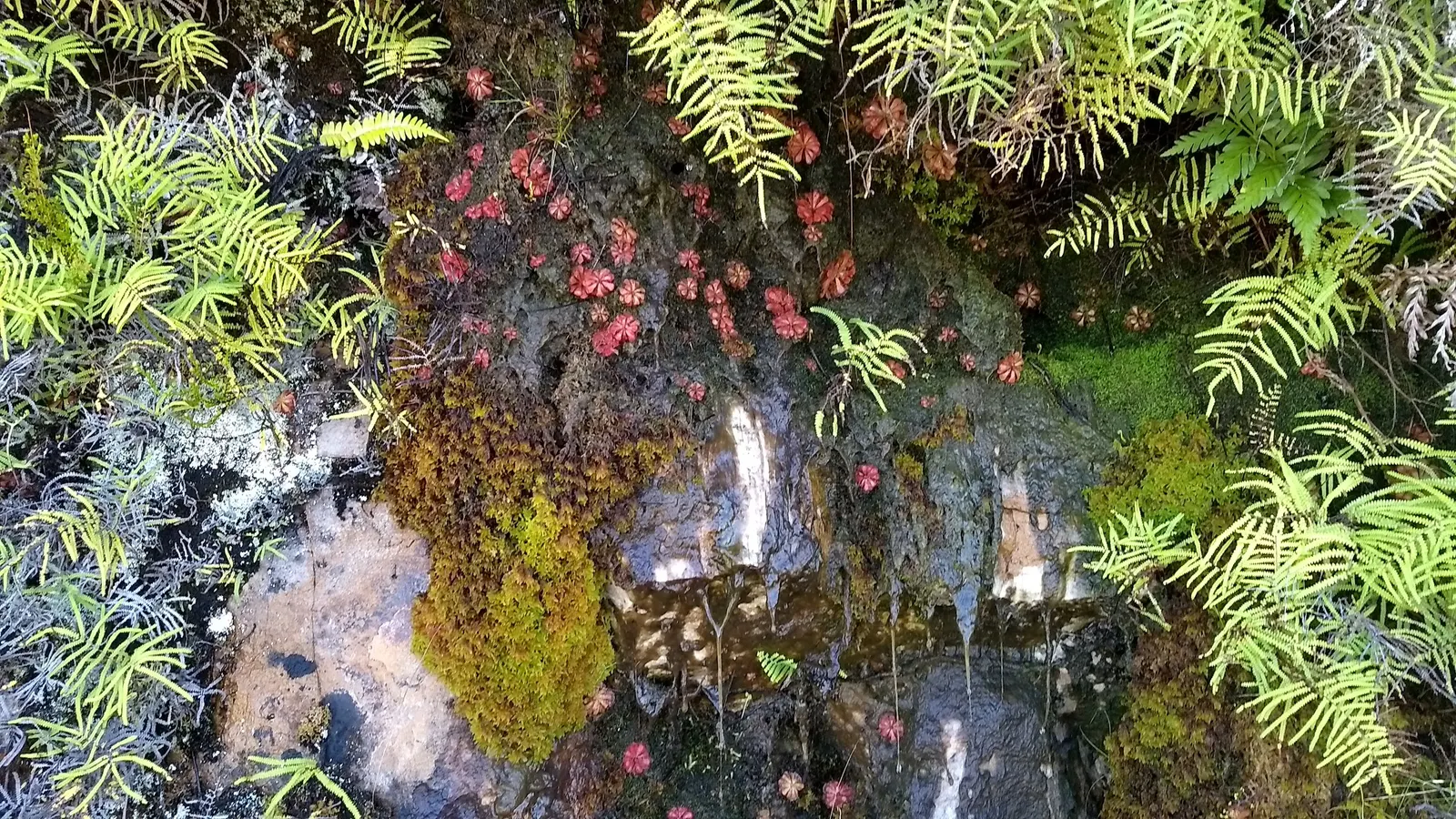 Table Fern (Pteris Species) — <br><br>Landscape designers can leverage Table Ferns' lush texture to soften rockeries or as edging plants