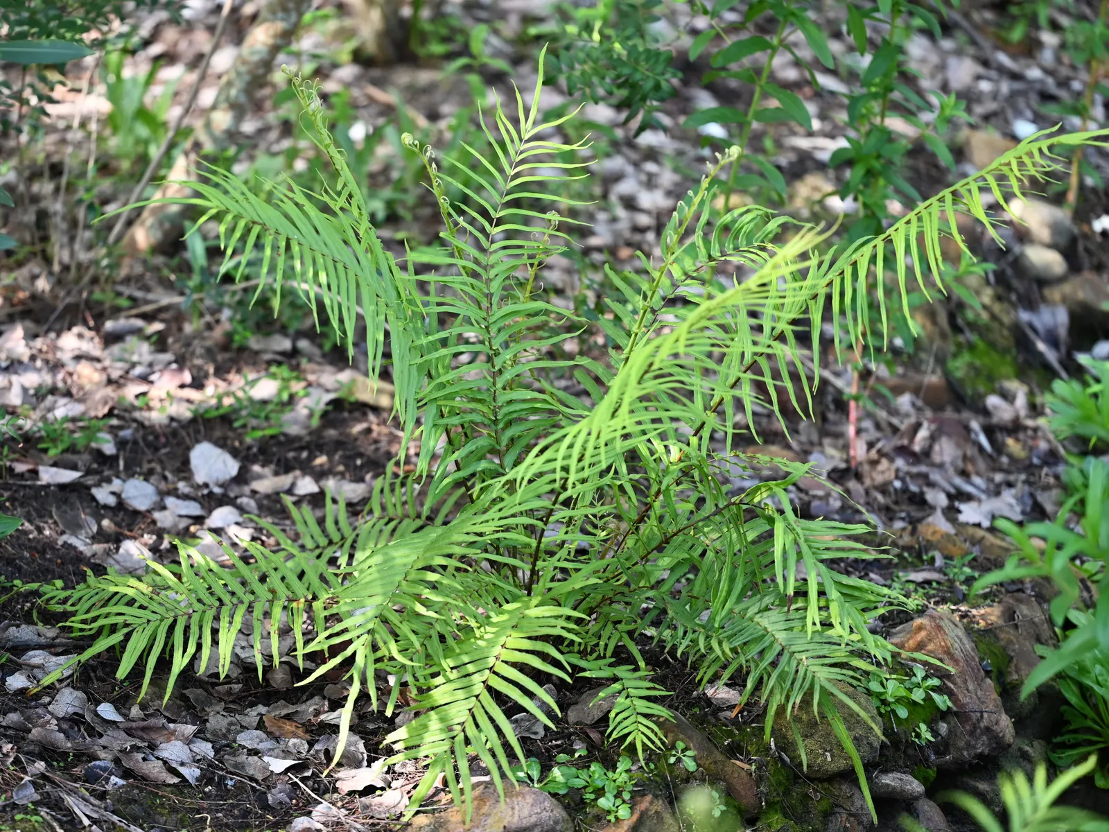 Table Fern (Pteris Species) — preferring the temperate climes but capable of flourishing indoors in cooler regions.<br><br>On average; fern for, image 79