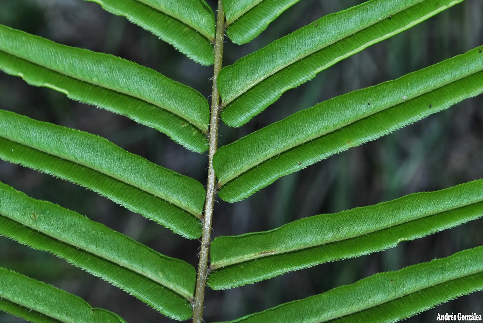 Table Fern (Pteris Species) — Hardy in USDA zones 9‚Äì11, it's low-maintenance but does require consistent moisture; but they typically sport, image 71
