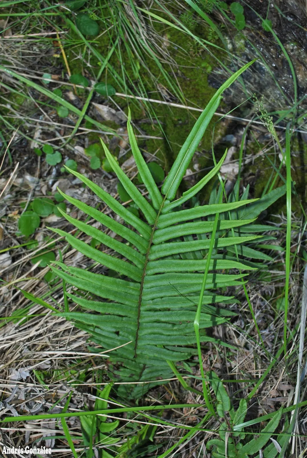 Table Fern (Pteris Species) — <br><br>Landscape designers can leverage Table Ferns' lush texture to soften rockeries or as edging plants, image 62