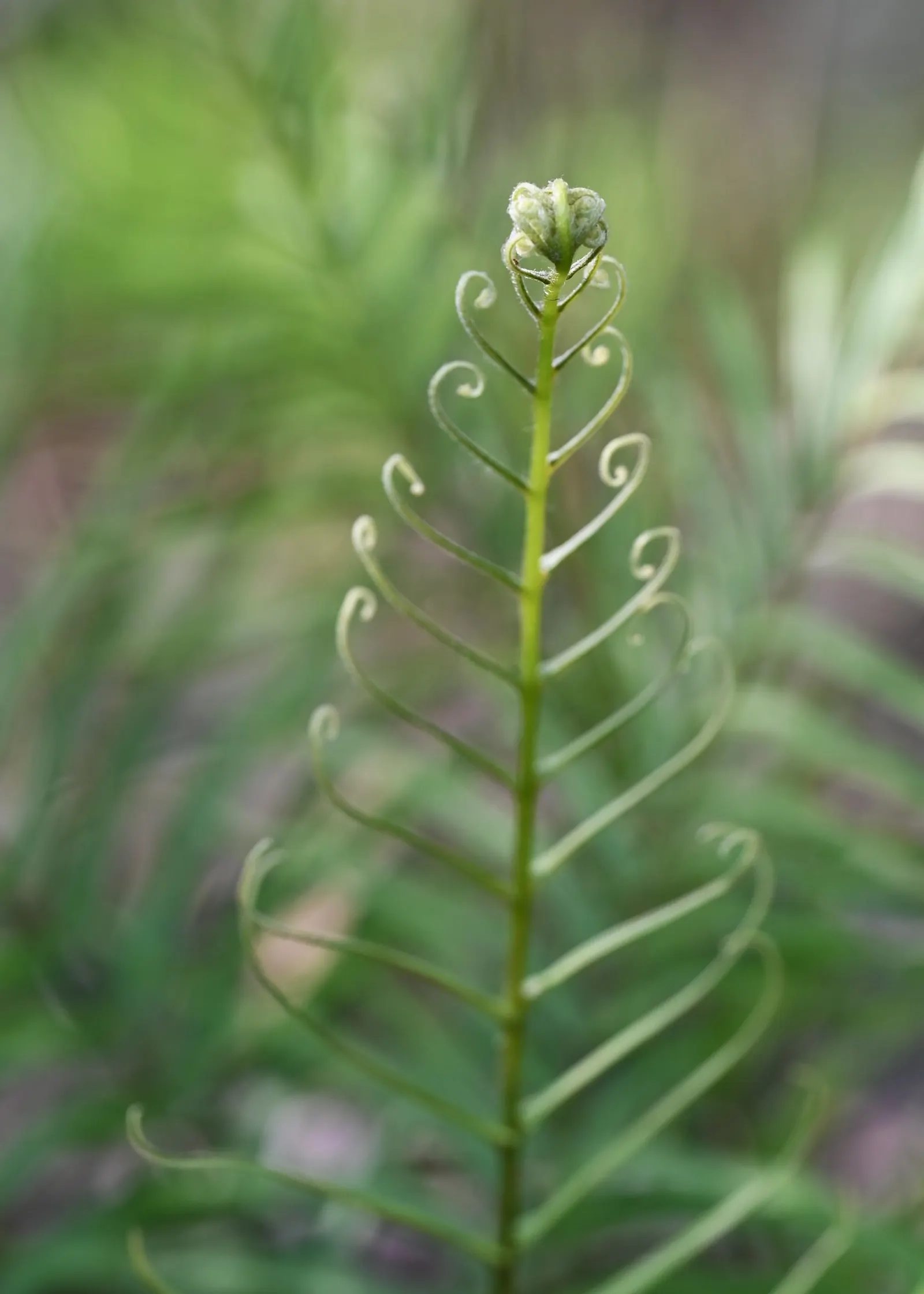 Table Fern (Pteris Species) — Moisture is key - consistently moist soil without waterlogging will prevent the fronds from drying out; the feathery, image 83