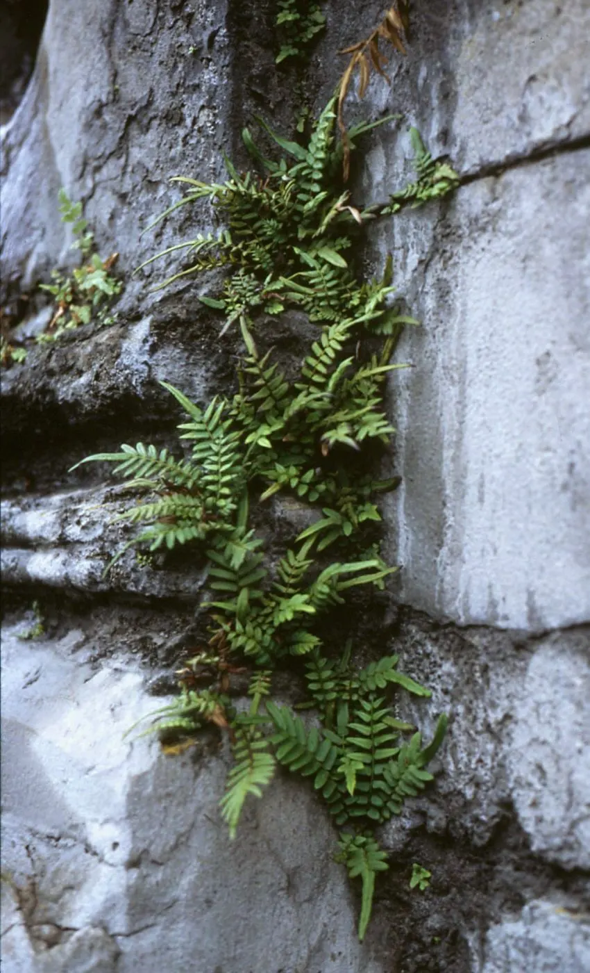 Table Fern (Pteris Species) — fern for half or shade; they are also superb for planting alongside water features where their reflections amplify, image 66