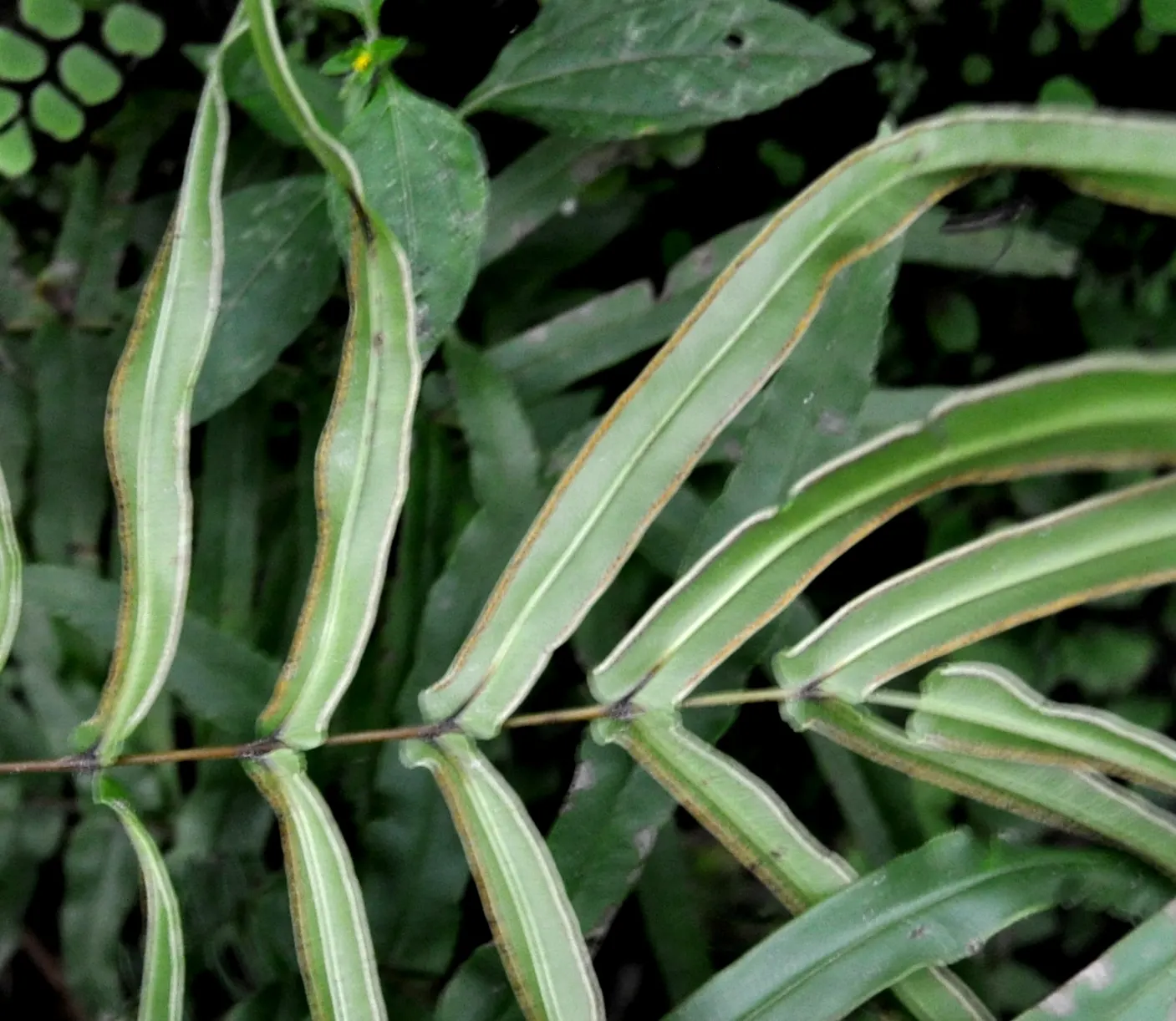 Table Fern (Pteris Species) — The Table Fern (Pteris spp.) is a versatile fern genus suitable for shaded garden areas or as a houseplant
