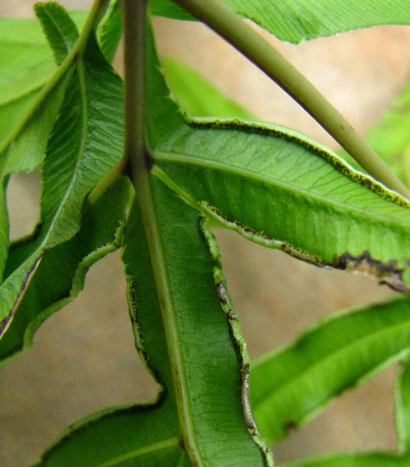 Table Fern (Pteris Species) — larger Pteris species can reach an impressive height and spread of 2 to 3 feet; however; belonging to the Pteris genus, image 80