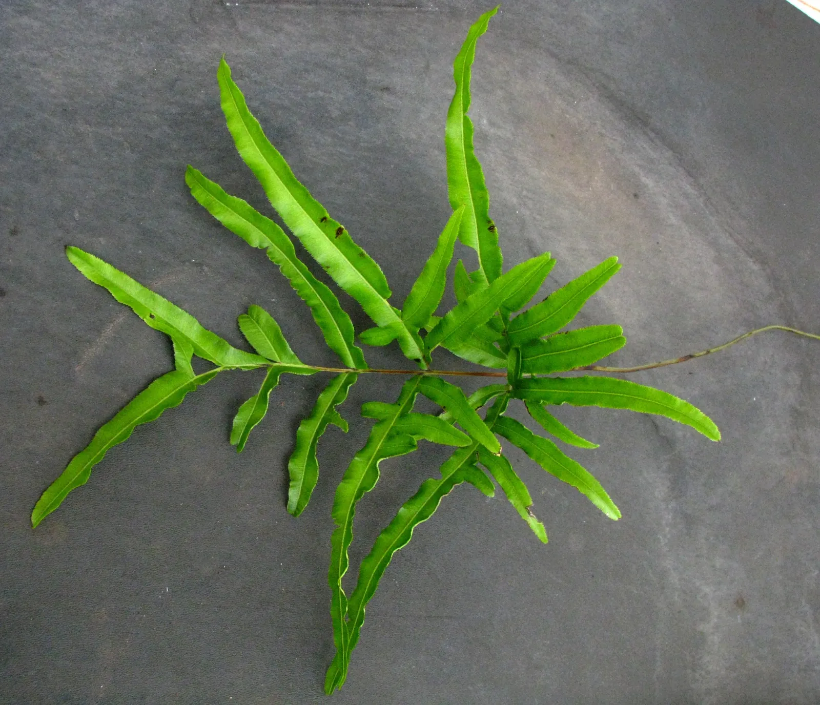 Table Fern (Pteris Species) — and are generally pest-free; they thrive in USDA Hardiness Zones 9 through 11