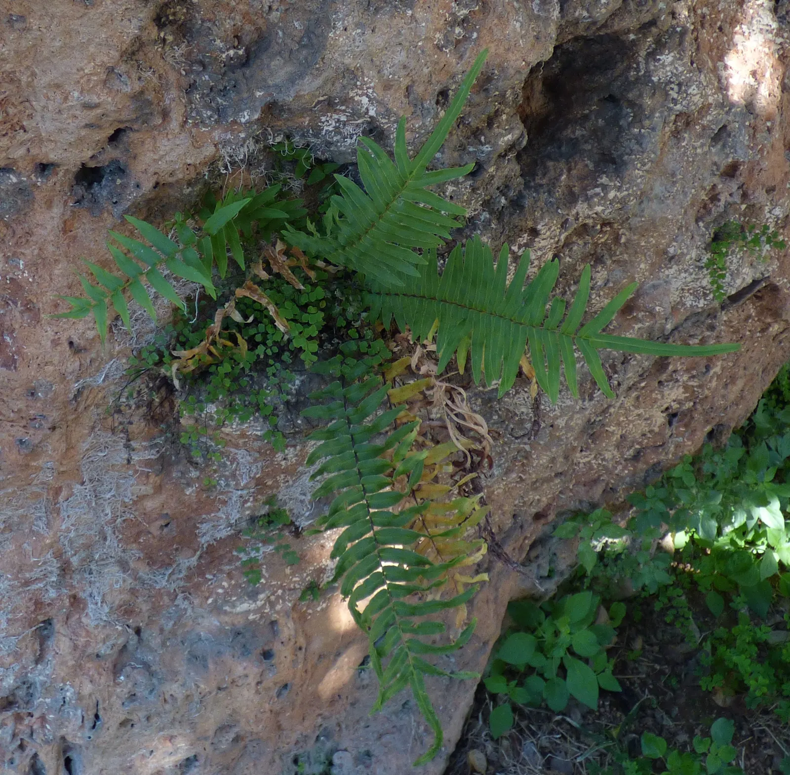 Table Fern (Pteris Species) — dwarf varieties are also available for tighter spaces or container gardening; larger Pteris species can reach an, image 59