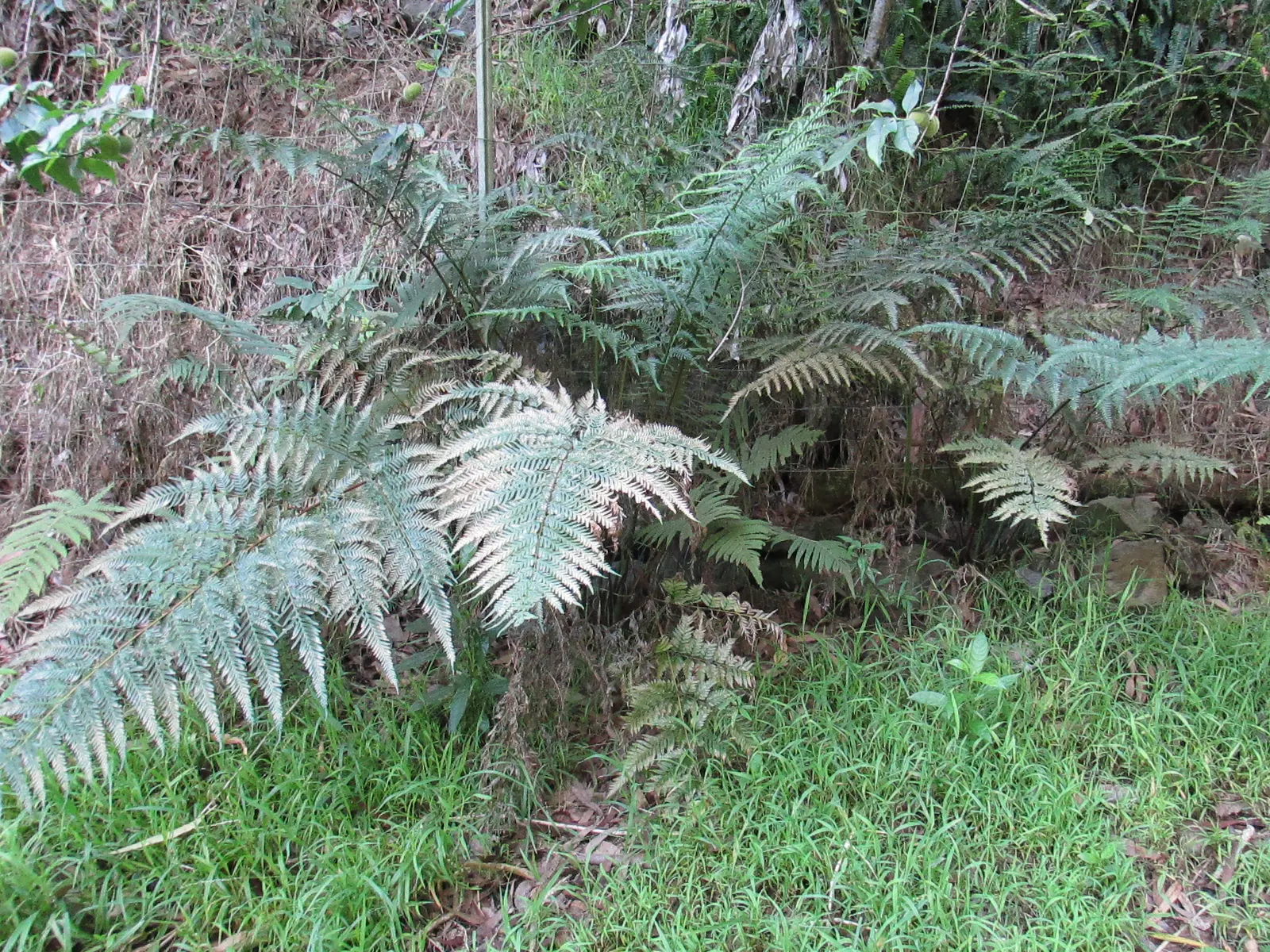 Table Fern (Pteris Species) — They thrive in USDA Hardiness Zones 9 through 11; dwarf varieties are also available for tighter spaces or container, image 56