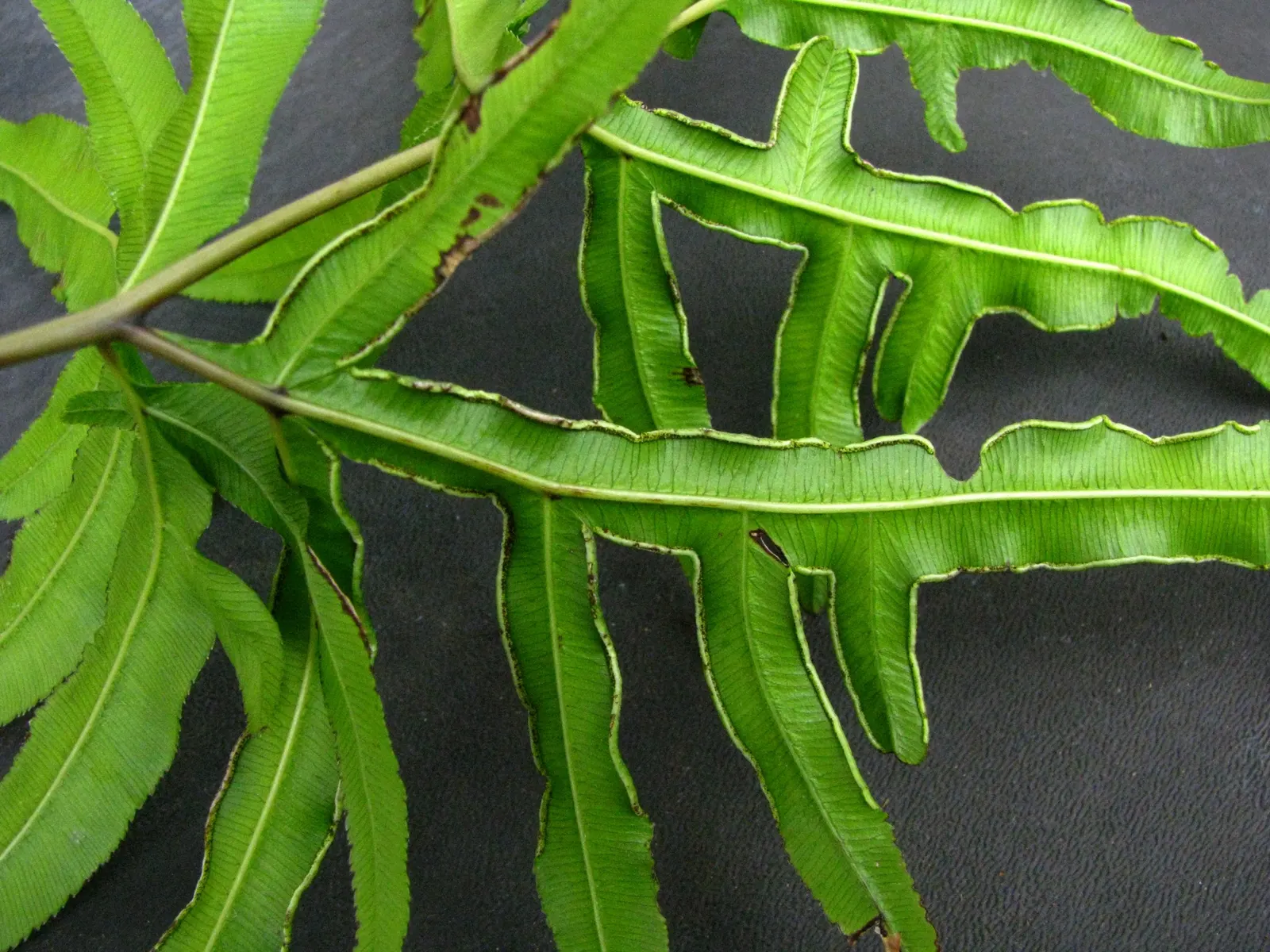 Table Fern (Pteris Species) — its delicate fronds bring graceful texture; <br><br>Landscape designers can leverage Table Ferns' lush texture to, image 69