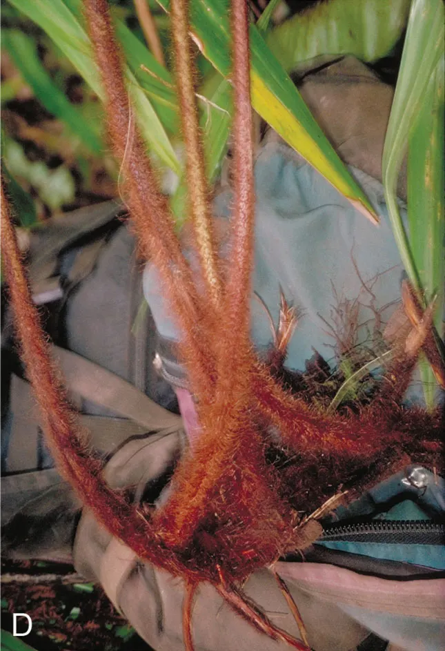 Table Fern (Pteris Species) — They thrive in USDA Hardiness Zones 9 through 11