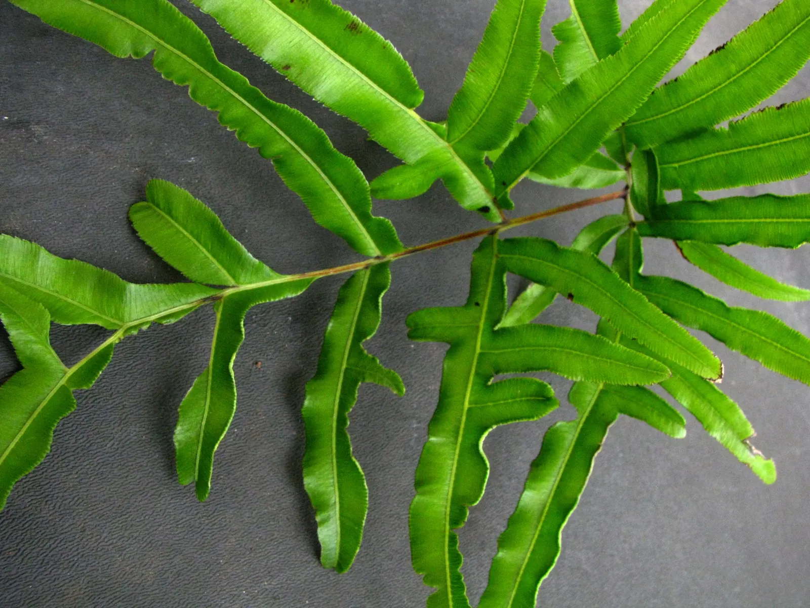 Table Fern (Pteris Species) — larger Pteris species can reach an impressive height and spread of 2 to 3 feet; however; belonging to the Pteris genus, image 58