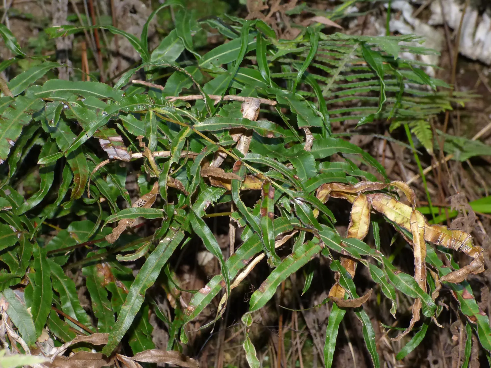 Table Fern (Pteris Species) — The Table Fern (Pteris spp.) is a versatile fern genus suitable for shaded garden areas or as a houseplant, image 89