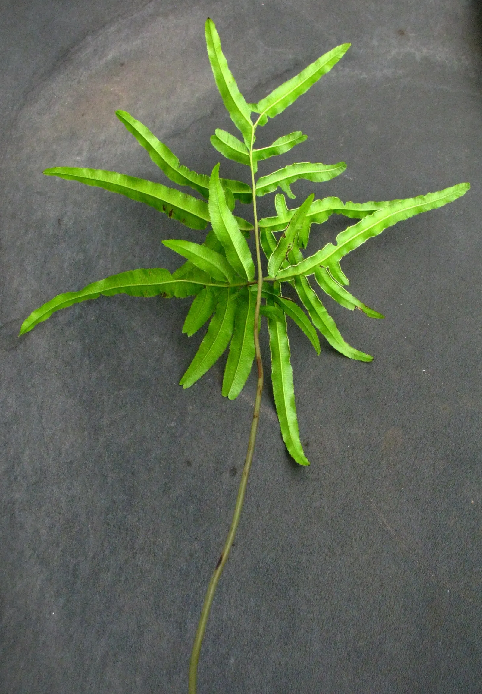 Table Fern (Pteris Species) — Moisture is key - consistently moist soil without waterlogging will prevent the fronds from drying out; the feathery, arching