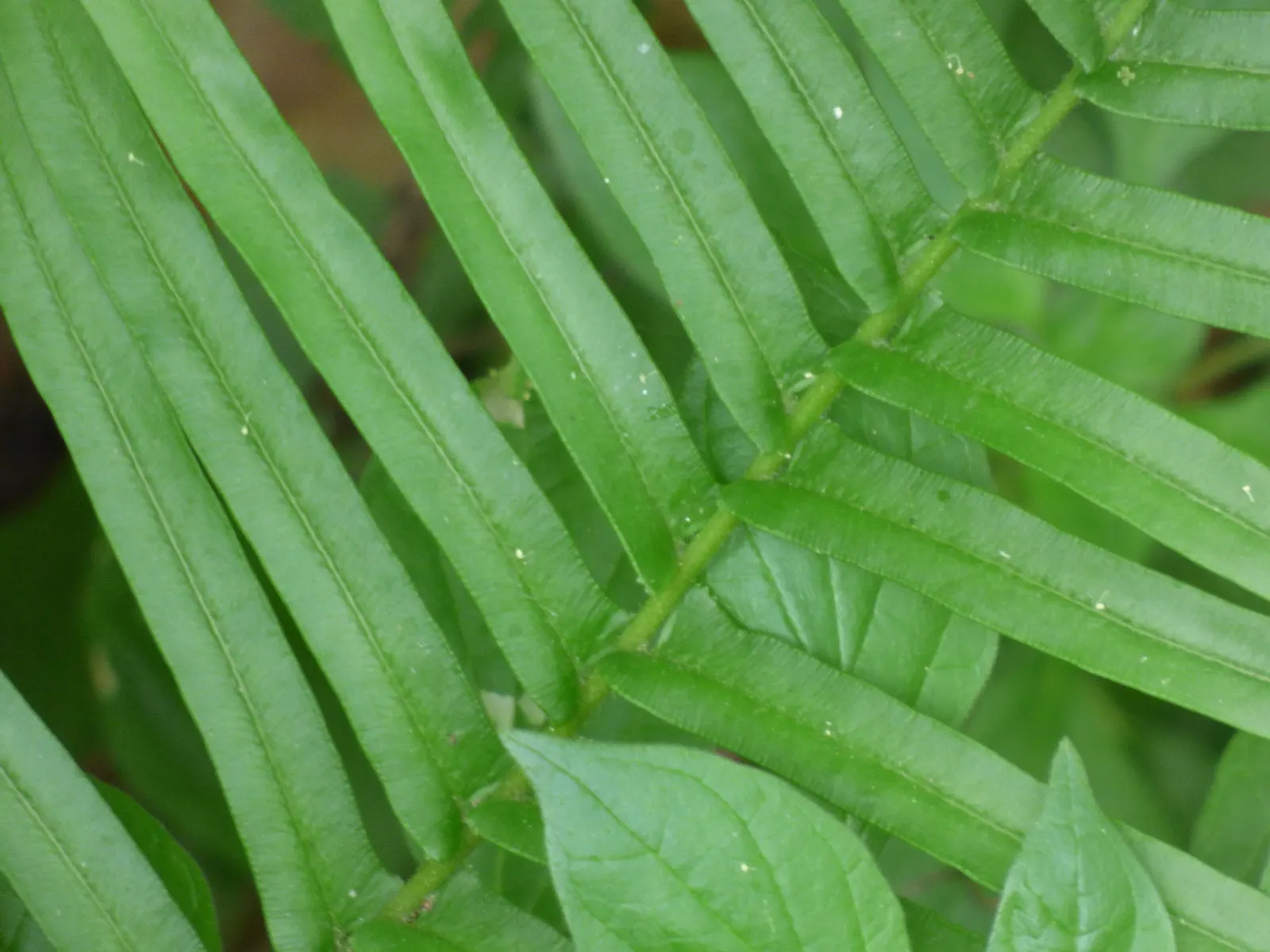 Table Fern (Pteris Species) — Moisture is key - consistently moist soil without waterlogging will prevent the fronds from drying out; the feathery, image 61