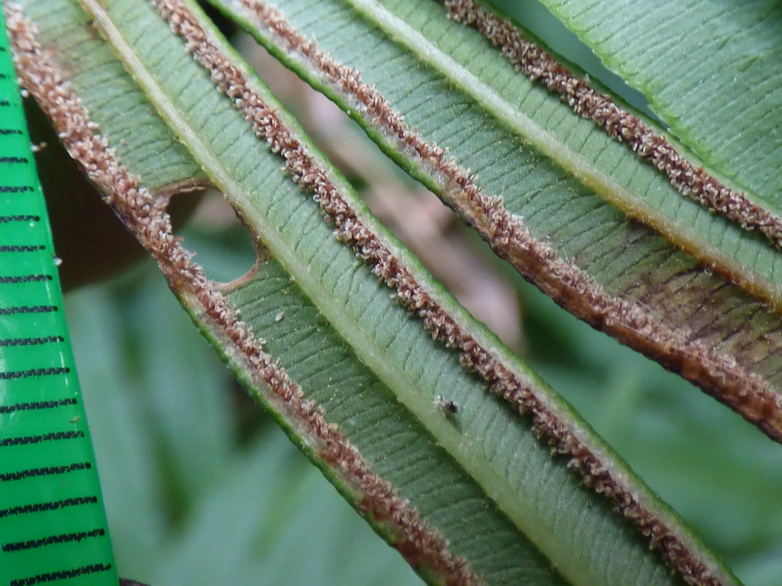 Table Fern (Pteris Species) — Ranging from 6 inches to 3 feet in height; some with variegated patterns of creams or yellows, image 90