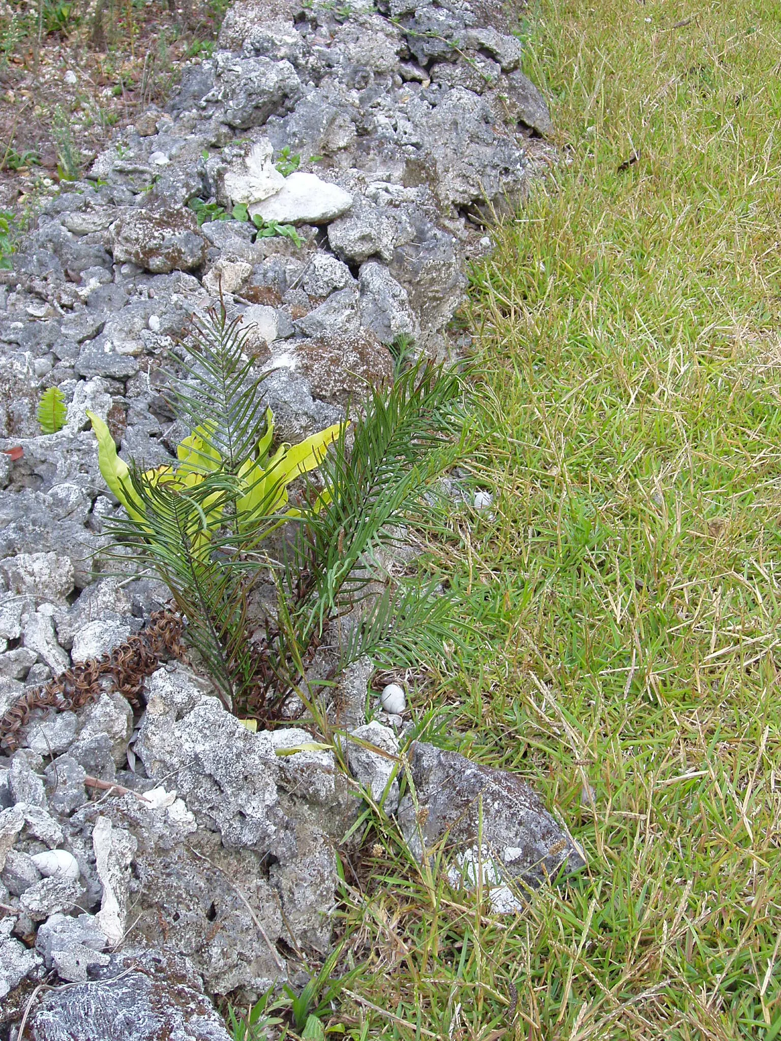 Table Fern (Pteris Species) — preferring the temperate climes but capable of flourishing indoors in cooler regions.<br><br>On average; fern for, image 57