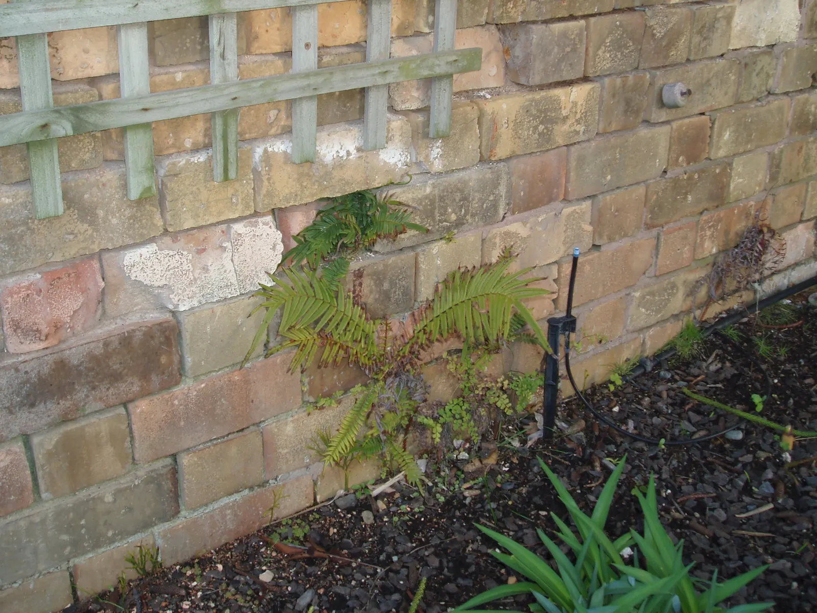 Table Fern (Pteris Species) — is a graceful addition to shady garden areas or as an understory plant in a landscape design; pteris ferns offer a, image 74