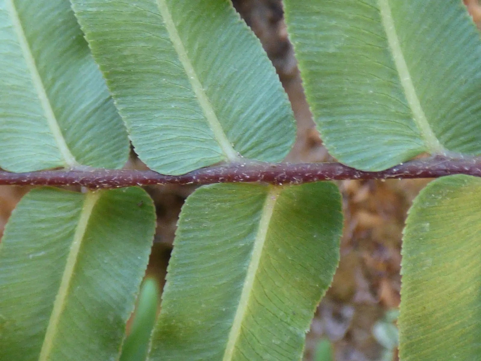 Table Fern (Pteris Species) — some with variegated patterns of creams or yellows; is a graceful addition to shady garden areas or as an understory plant in a