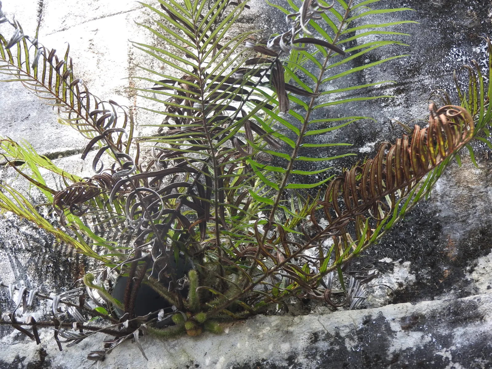Table Fern (Pteris Species) — and are generally pest-free
