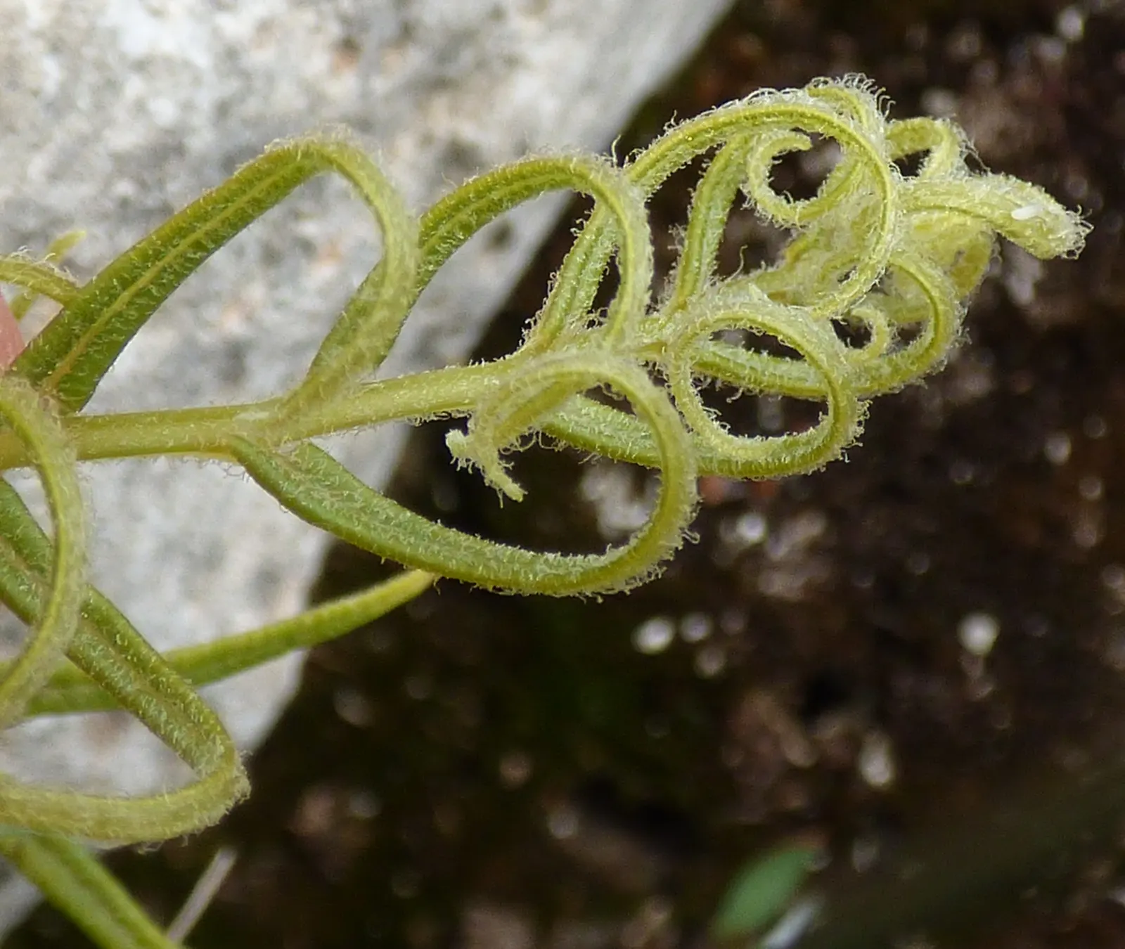 Table Fern (Pteris Species) — The feathery, arching leaves vary from bright green to variegated, making it a visually soothing addition; moisture, image 50